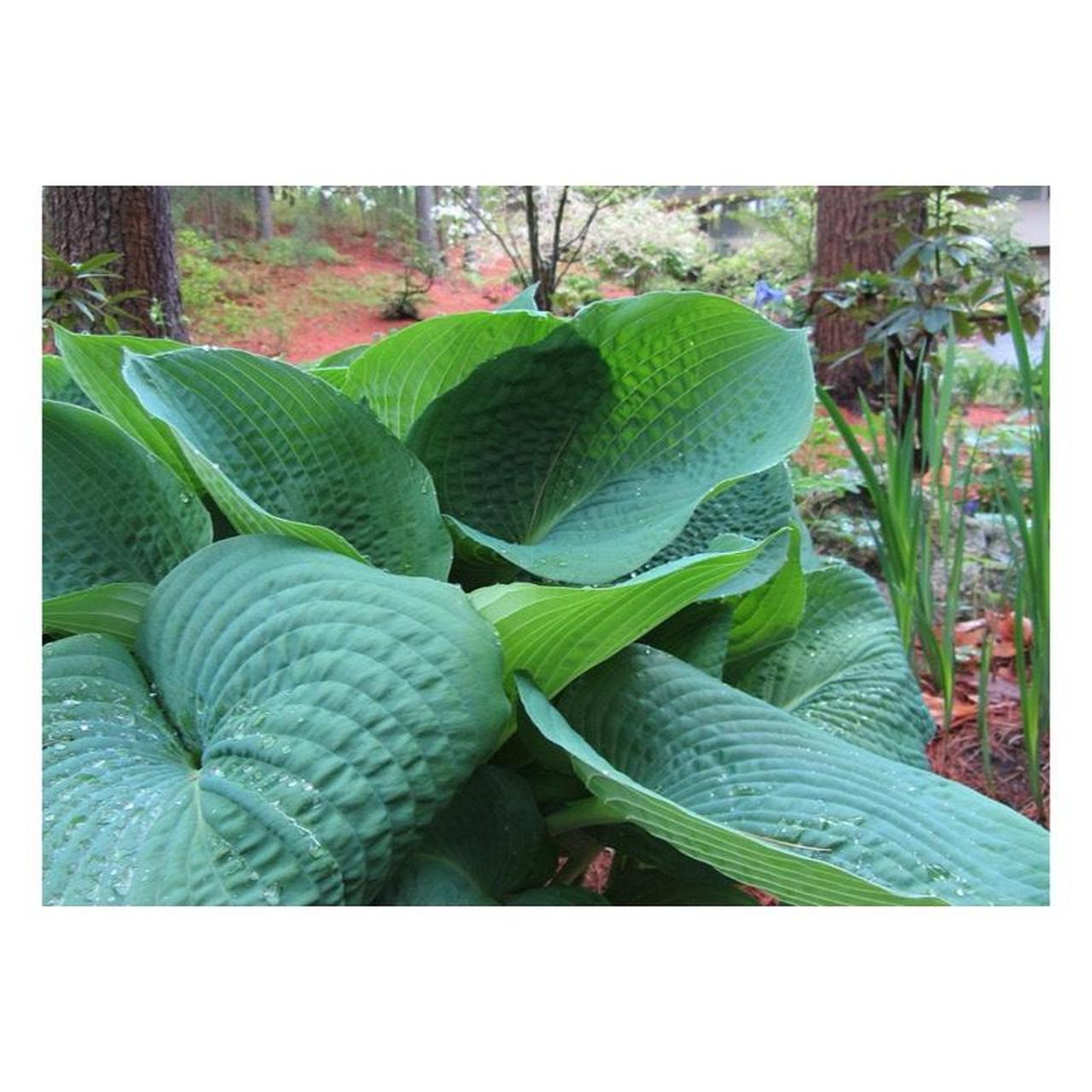 Canon PowerShot SX230 HS Digital Camera | 12.1MP | Tested & Working | Pink