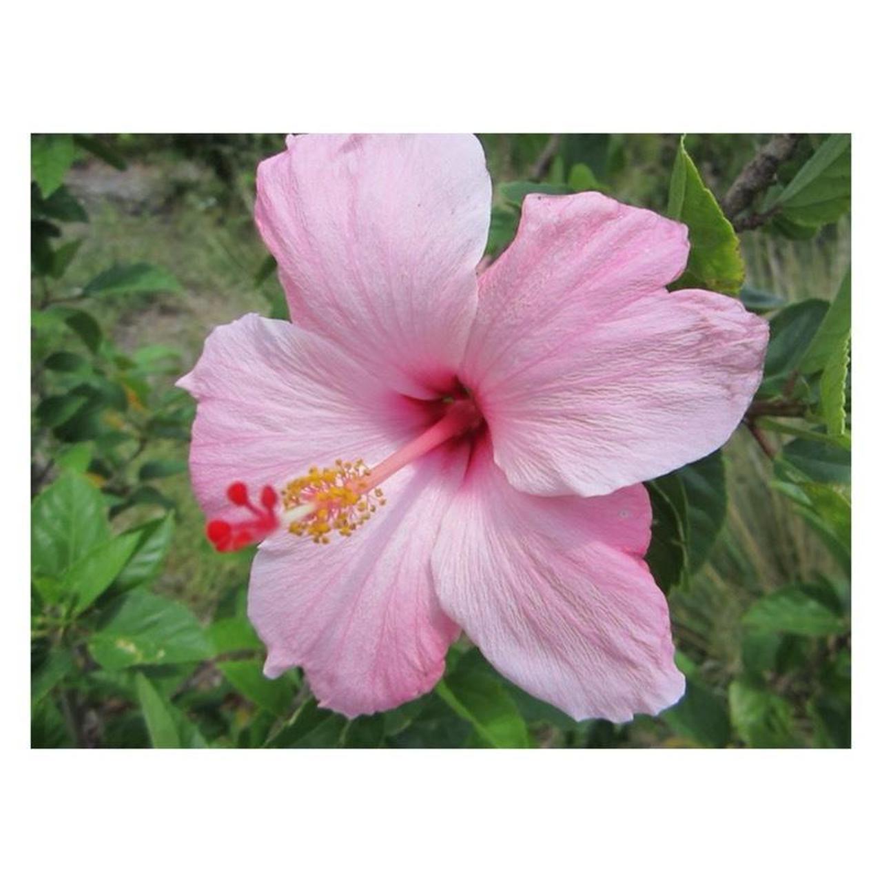 Canon PowerShot ELPH 100 HS Digital Camera | 12.1MP | Tested & Working | Silver