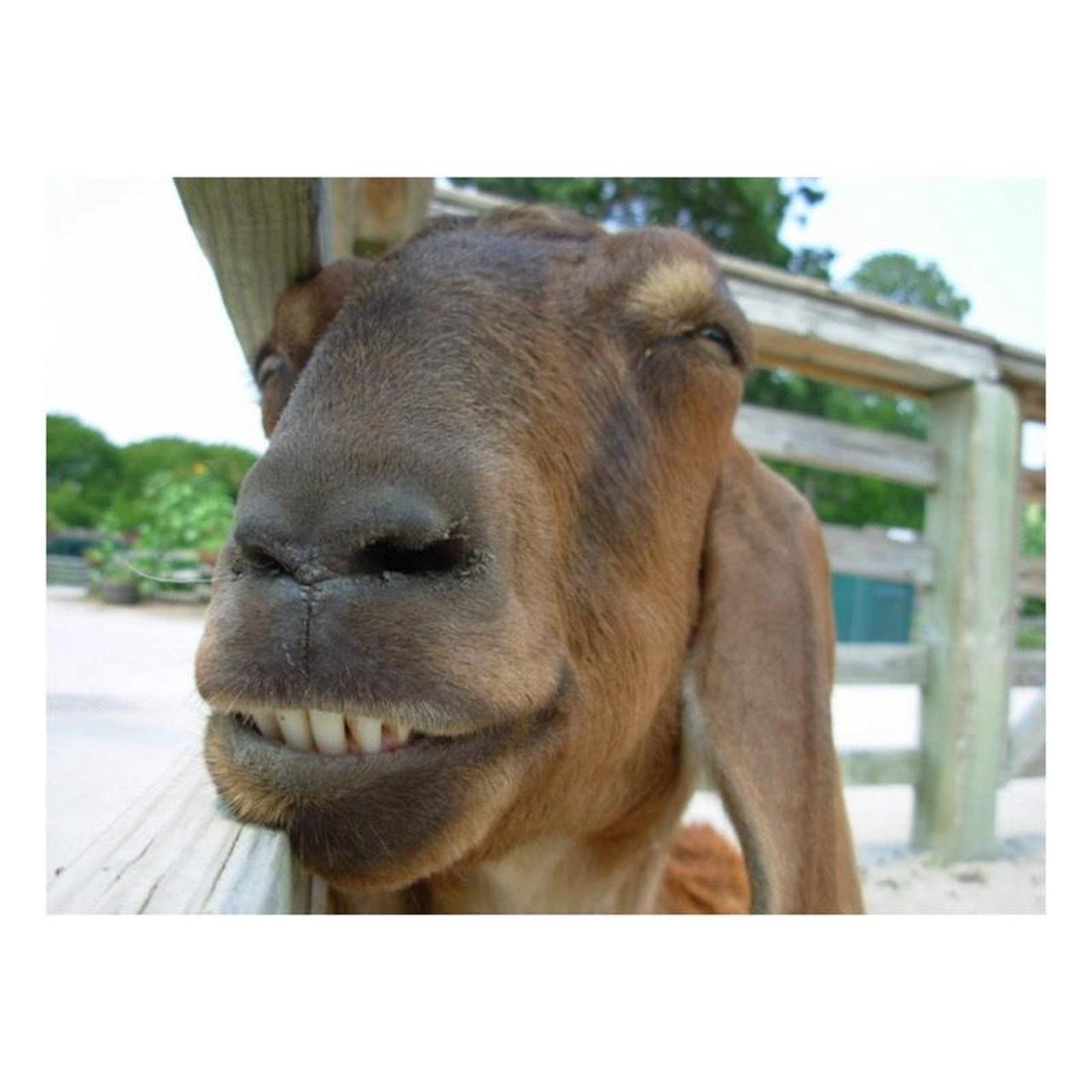 Nikon Coolpix L1 Digital Camera | 6MP | Tested & Working | Black