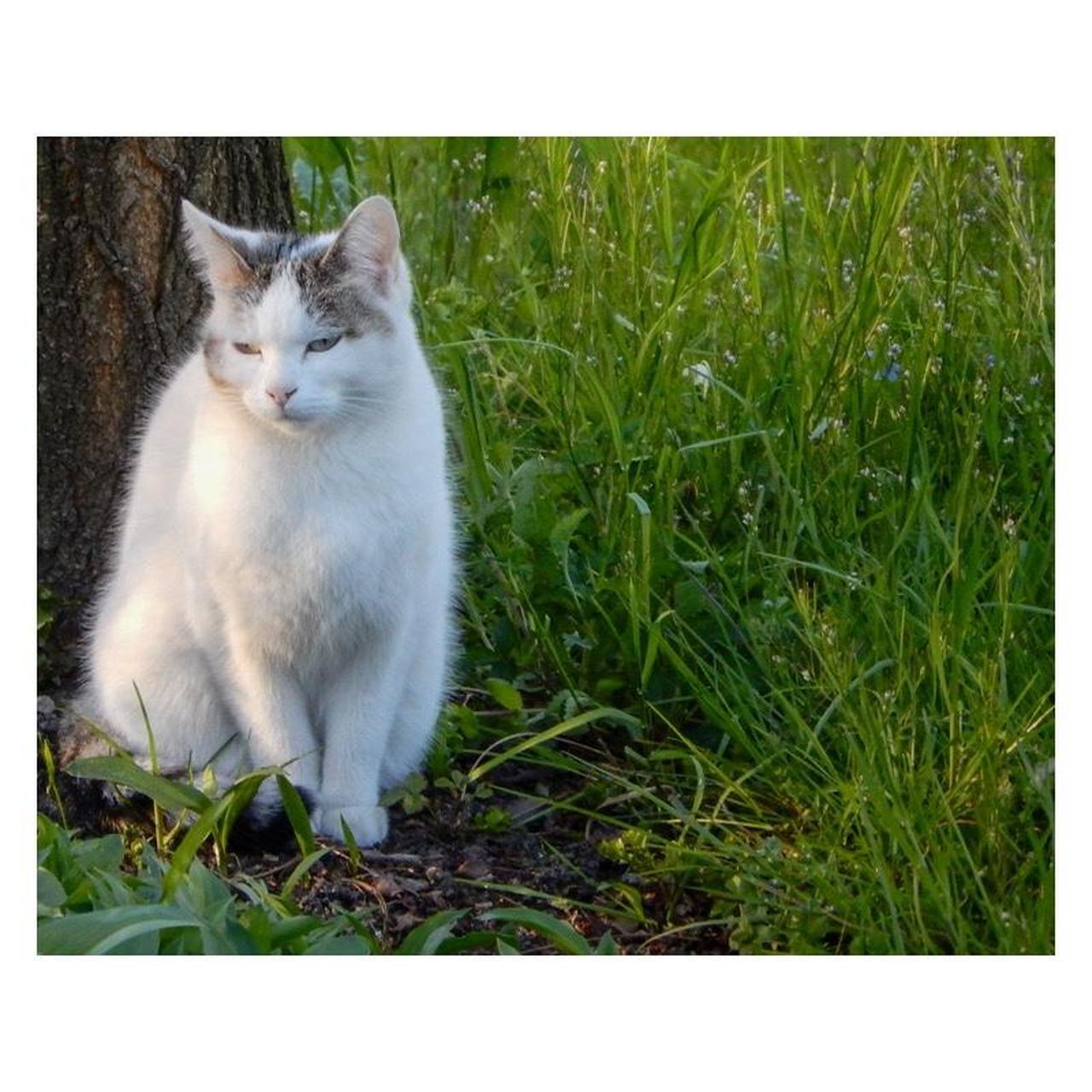 Nikon Coolpix S9600 Digital Camera | 16MP | Tested & Working | Black