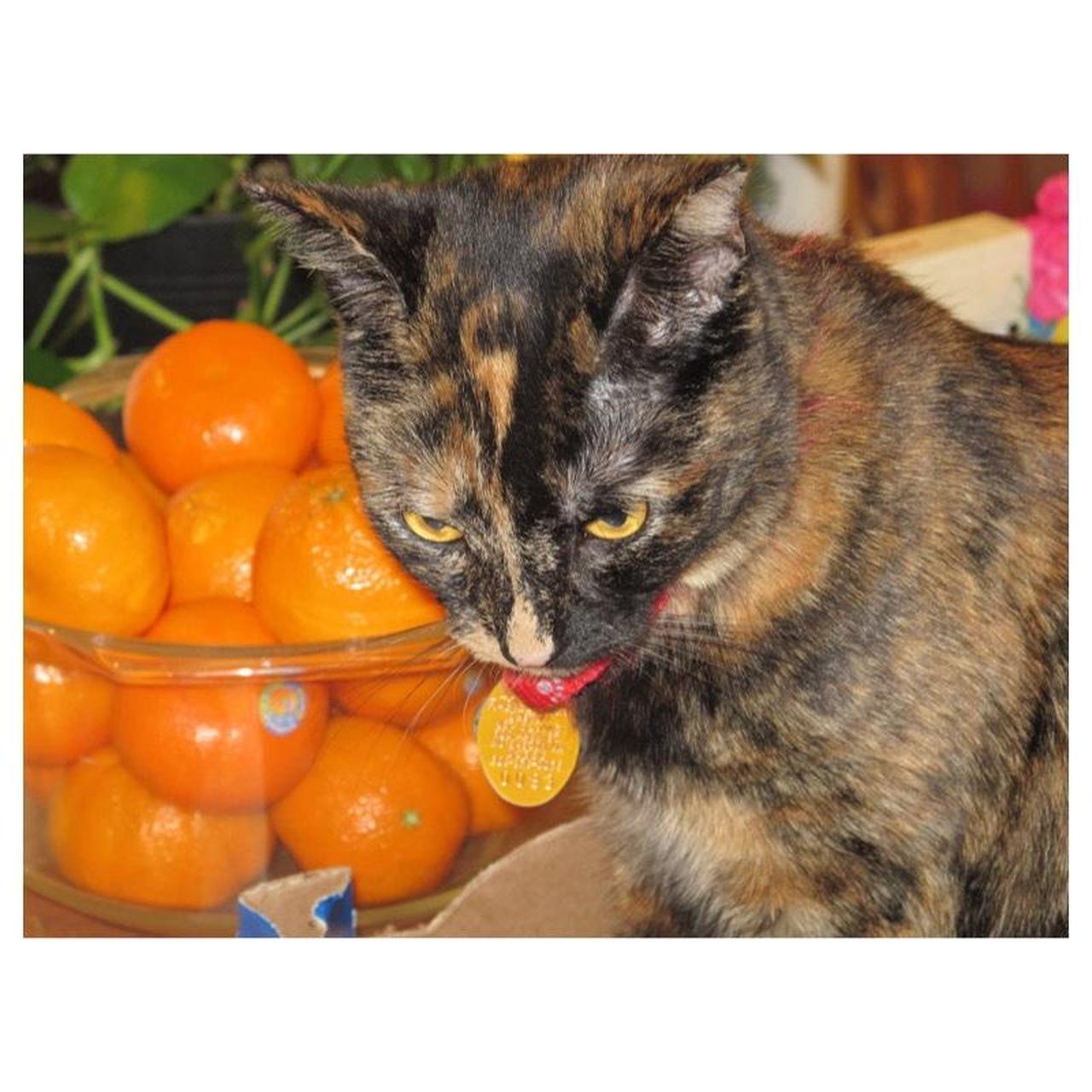 Canon PowerShot G12 Digital Camera | 10MP | Tested & Working | Black