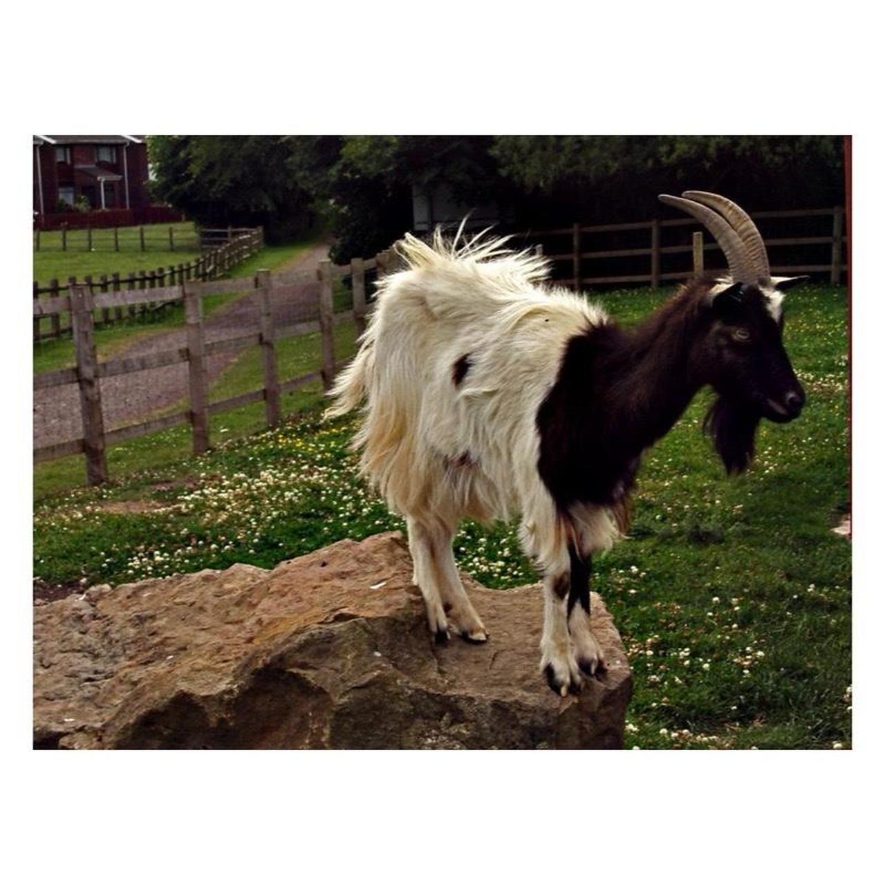 Sony Cyber-shot DSC-S980 Digital Camera | 12.1MP | Tested & Working | Black