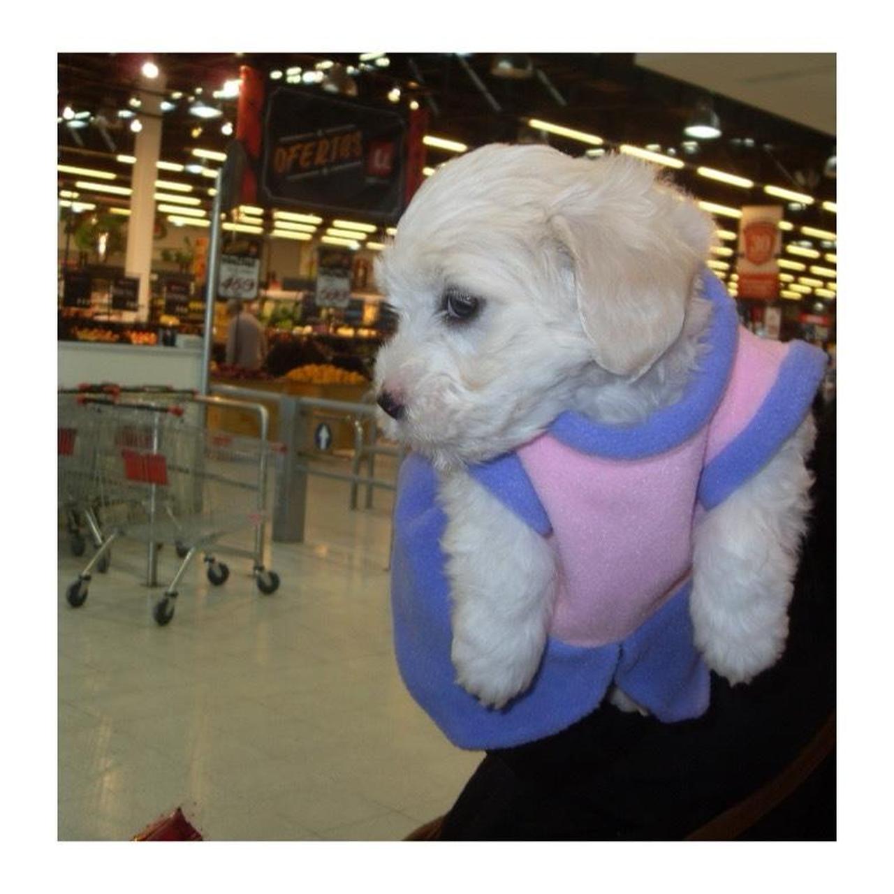 Samsung L100 Digital Camera | 8MP | Tested & Working | Red