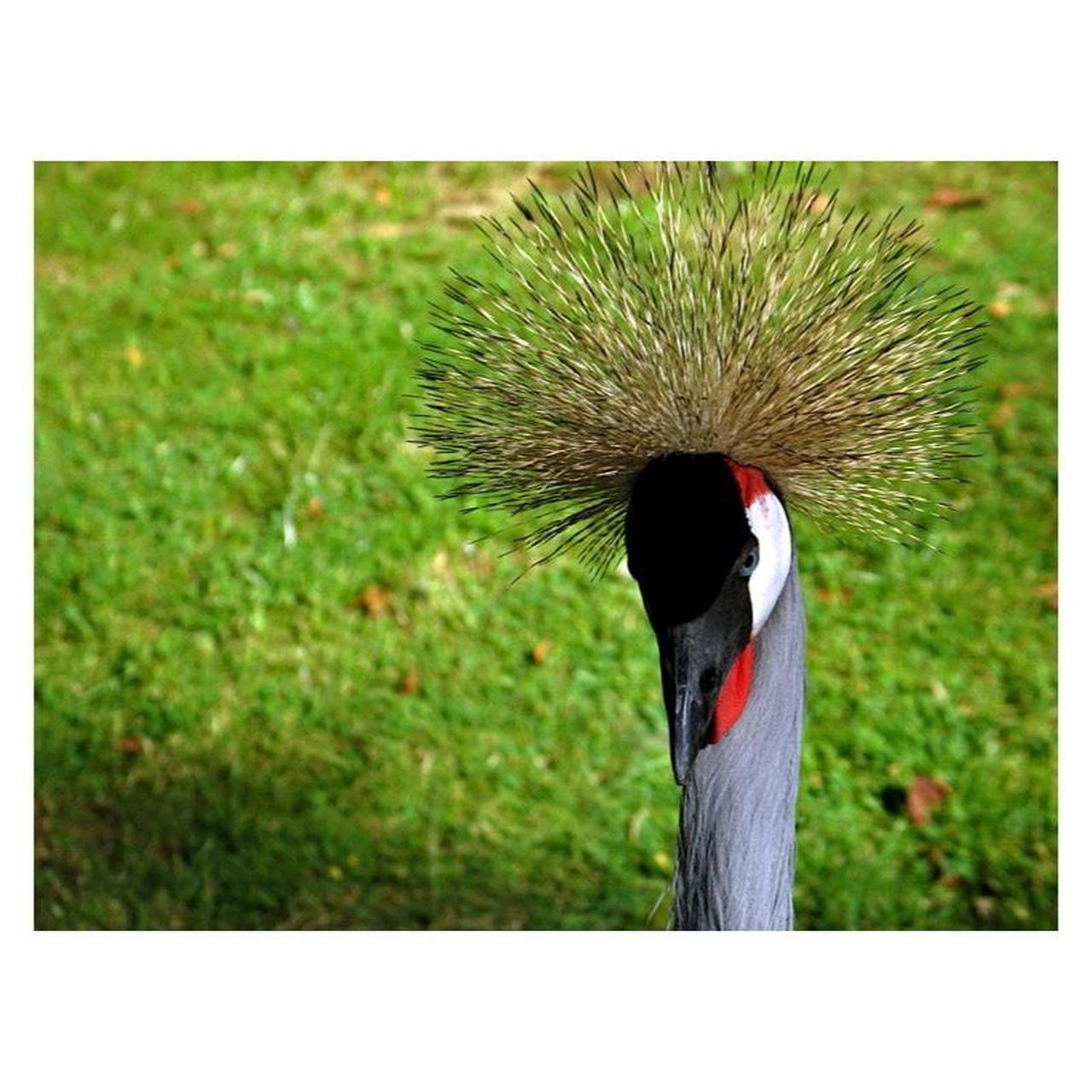 Canon PowerShot G6 Digital Camera | 7.1MP | Tested & Working | Silver