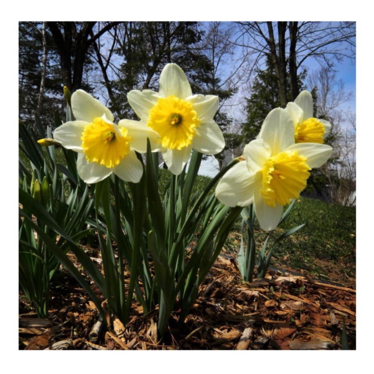 Nikon Coolpix S1200pj Digital Camera | 14.1MP | Tested & Working | Pink