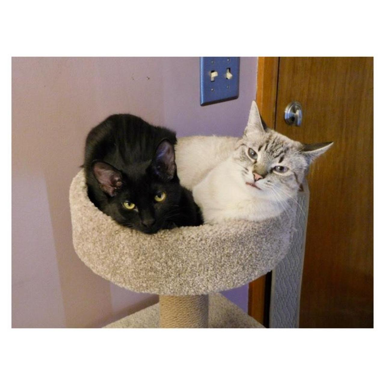 Nikon Coolpix S7000 Digital Camera | 16.0MP | Tested & Working | Black