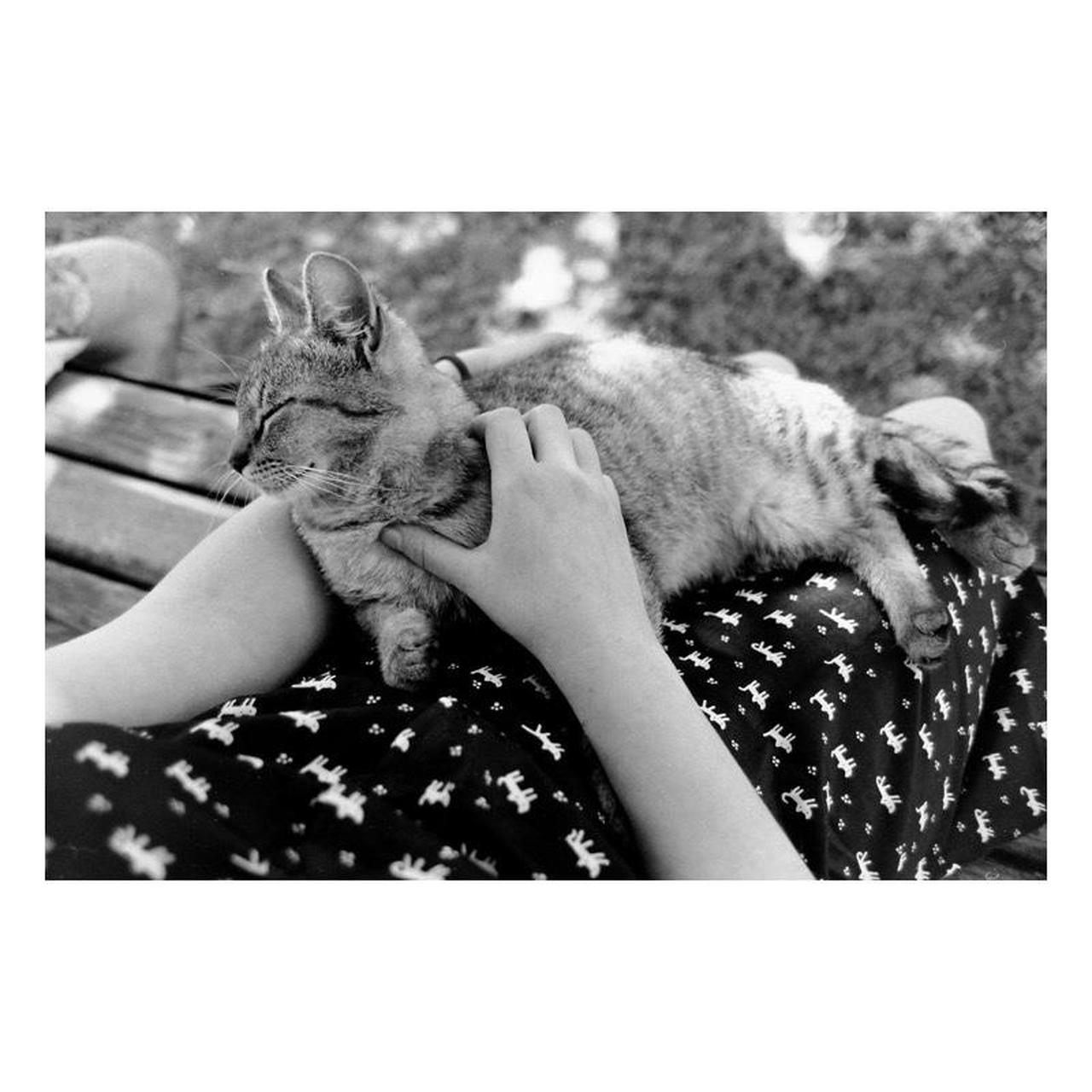 Canon T50 35mm SLR Film Camera w/Canon FD 50mm Lens | Tested & Working | Black