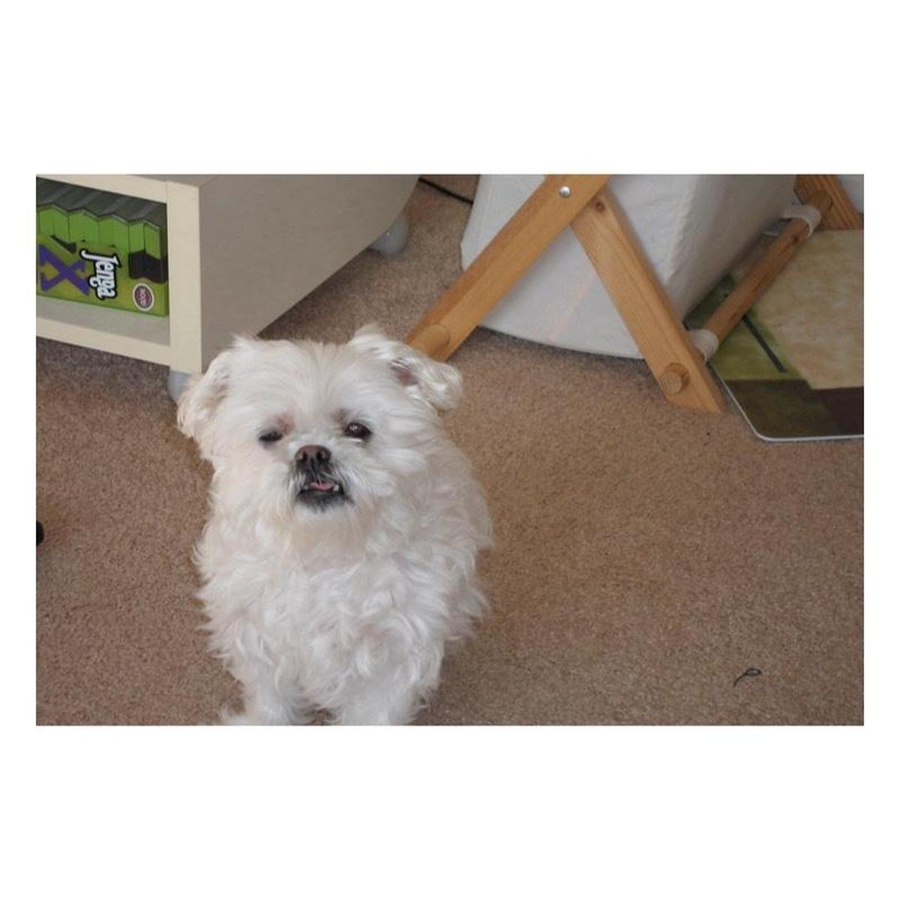 Samsung TL225 Digital Camera | 12MP | Read Description | Black w/ Purple Trim