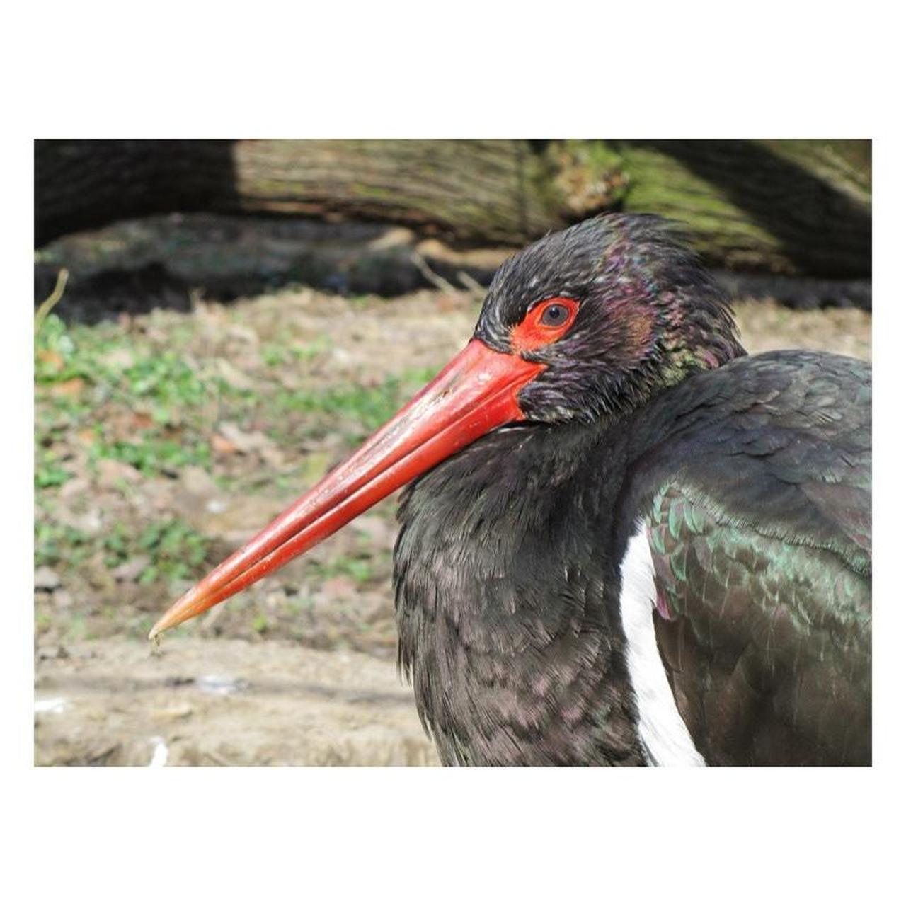 Canon PowerShot SX210 IS Digital Camera | 14.1MP | Tested & Working | Pink