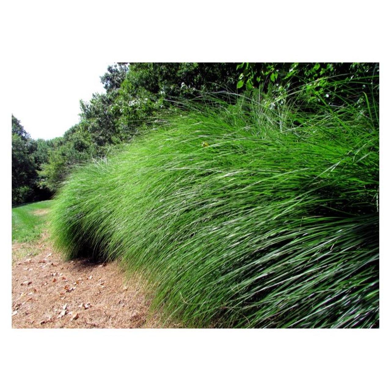 Canon PowerShot SX30 IS Digital Camera | 14.1MP | Tested & Working | Black