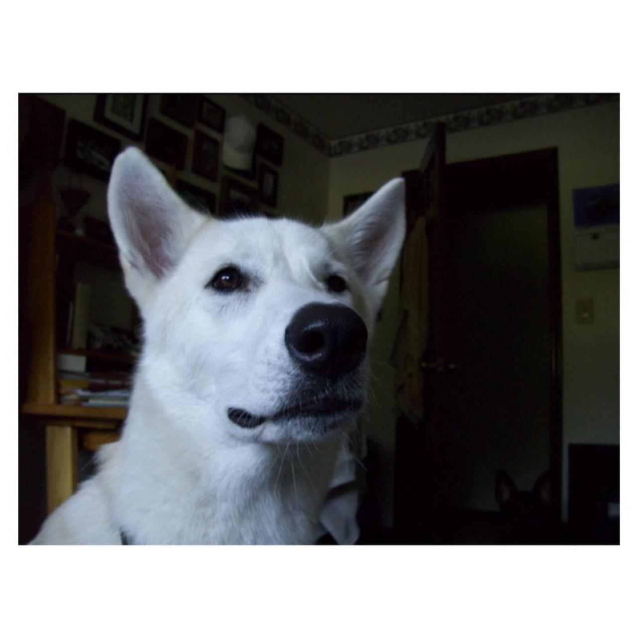 Kodak EasyShare M893 IS Digital Camera | 8.1MP | Tested & Working | Purple