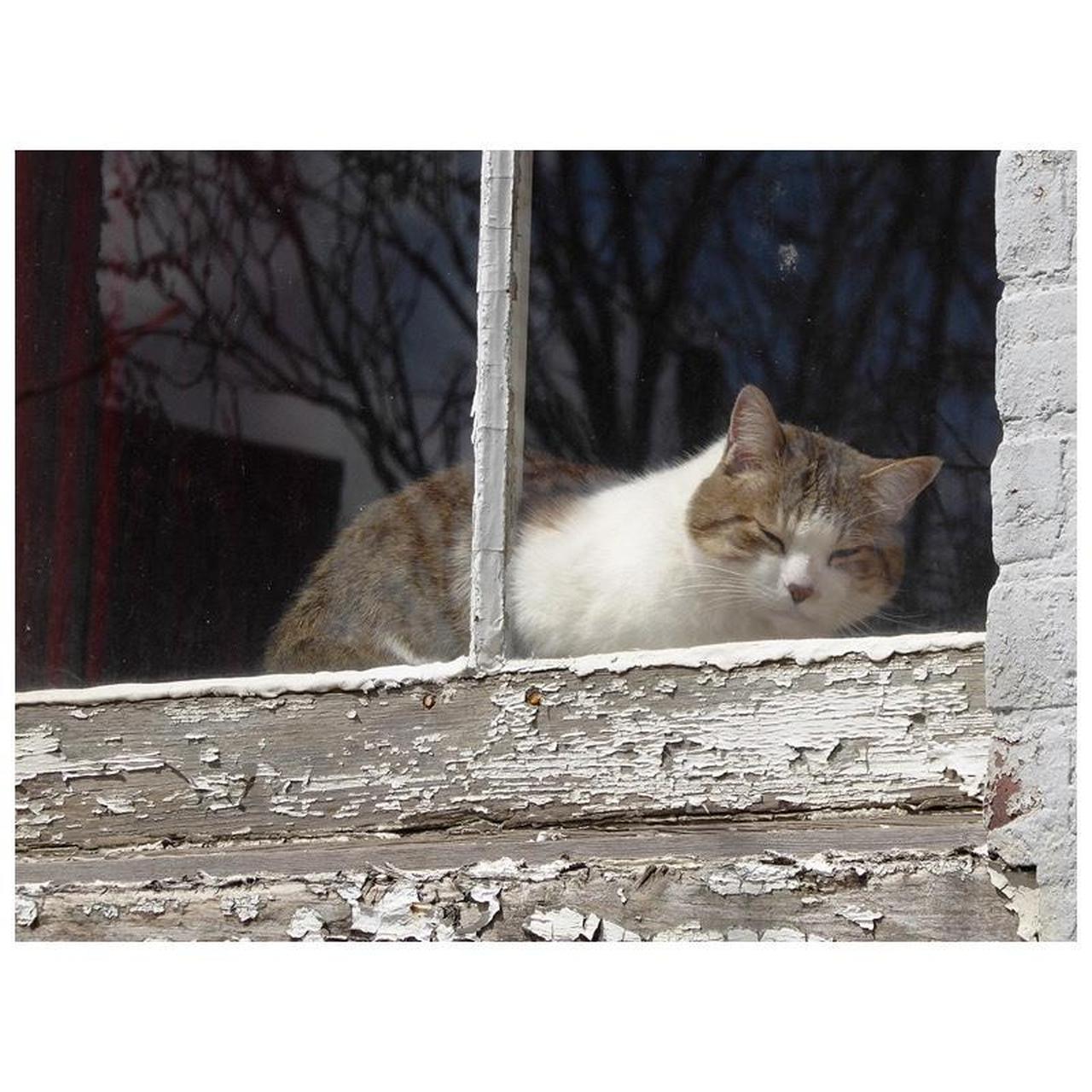 Panasonic Lumix DMC-ZS50 Digital Camera | 12.1MP | Tested & Working | Black