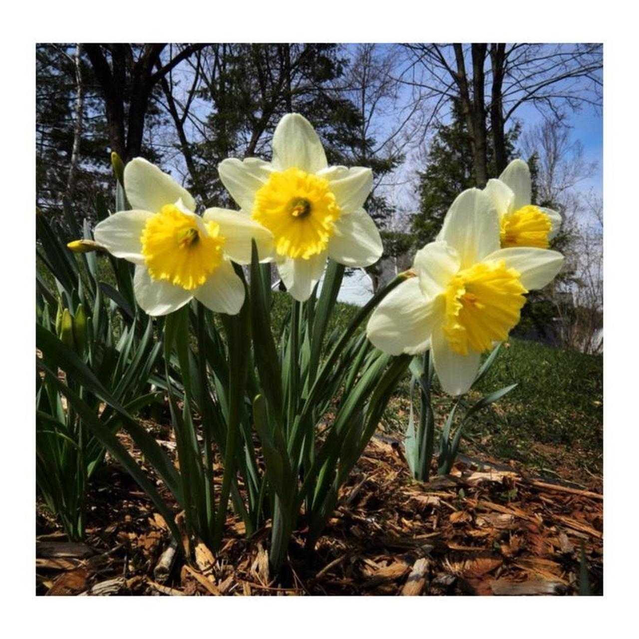 Nikon Coolpix S1200pj Digital Camera | 14.1MP | Tested & Working | Black